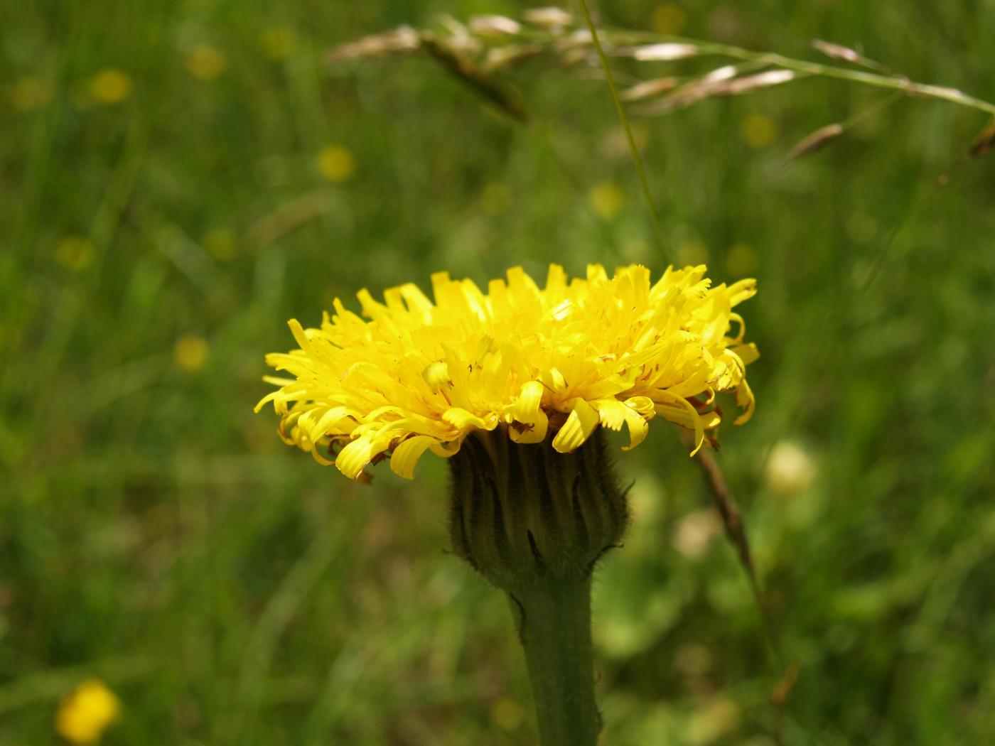 Cat's-ear, Spotted flower